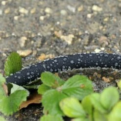 TERRE JARDIN Tuyau D'arrosage Poreux 12 M 8 TERRE JARDIN Tuyau D'arrosage Poreux 12 M -Tuyau d'arrosage Soldes 68062 3